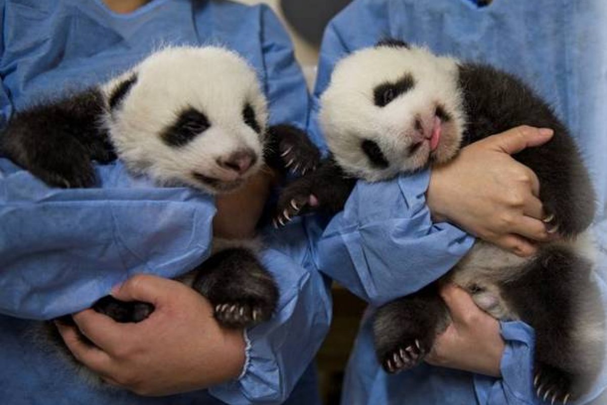 Filhotes gêmeos de panda encantam a população em zoológico na França