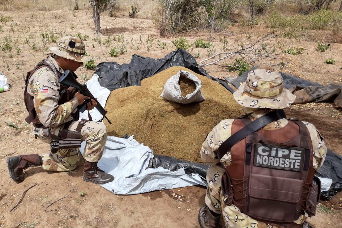 Cipe encontra cerca de 300 kg de maconha no município de Monte Santo