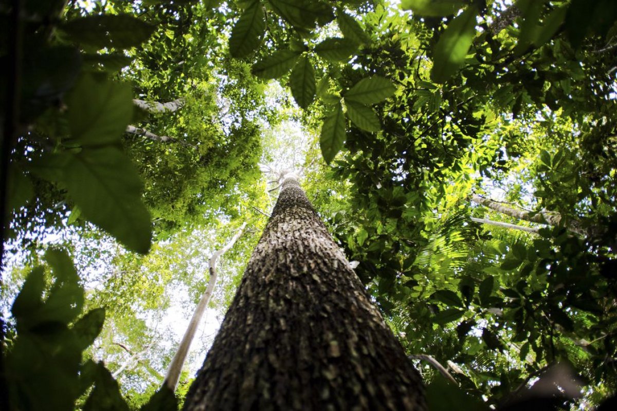 Produção florestal volta a crescer na Bahia, aponta IBGE