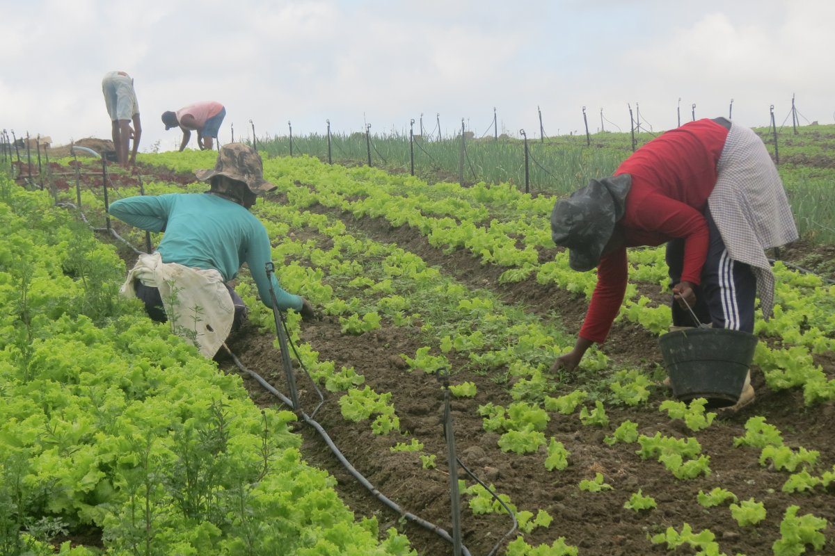 Licor baiano é o 1º do segmento a conquistar o Selo da Agricultura Familiar no estado