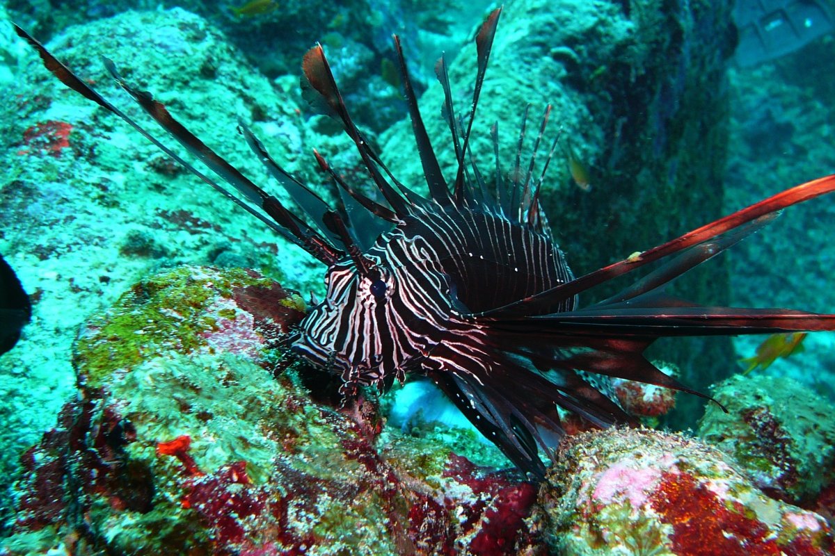 ICMBio recebe especialista para erradicar espécie venenosa de peixe encontrada em Noronha