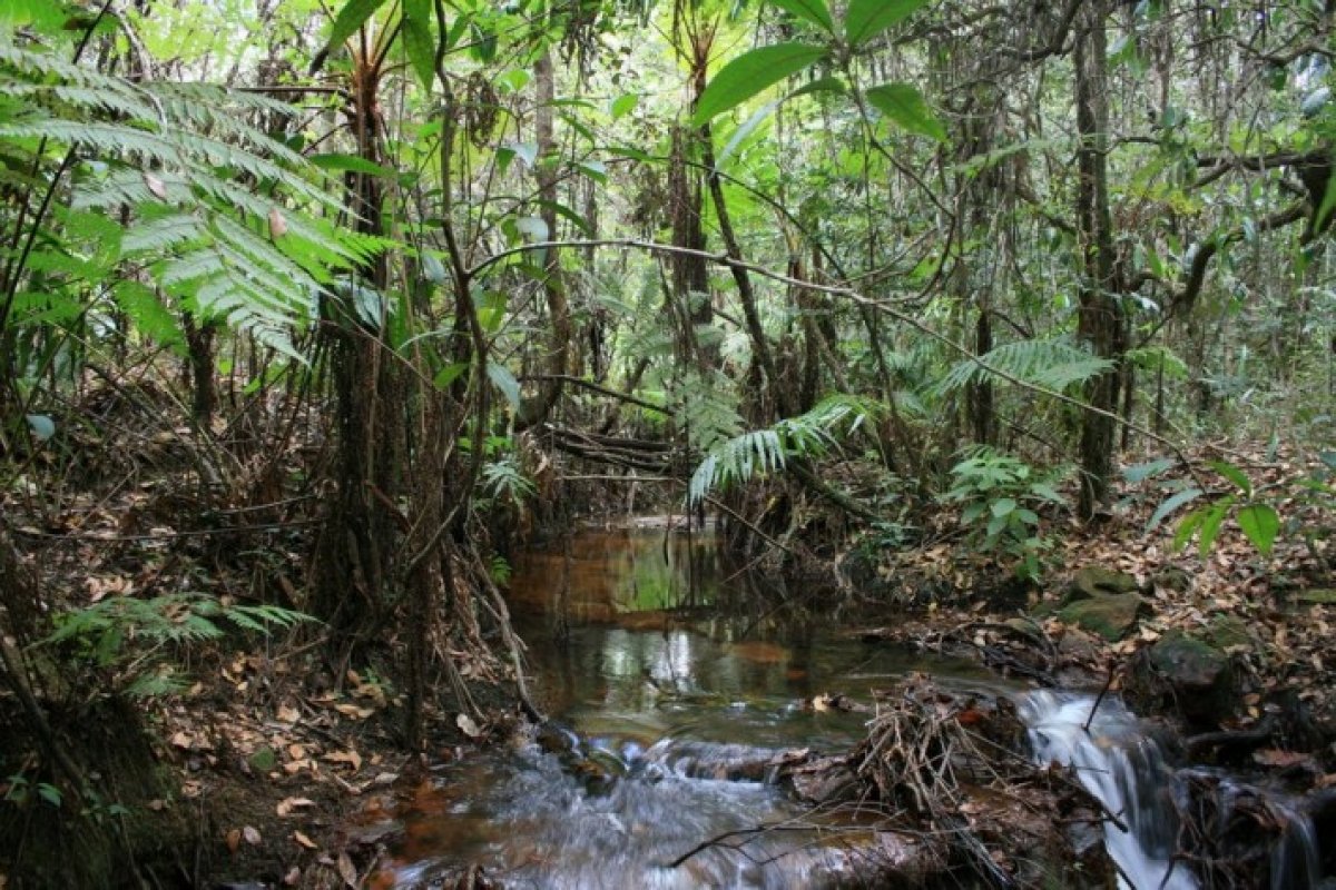 Livros lançados pela Petrobras falam sobre meio ambiente para crianças