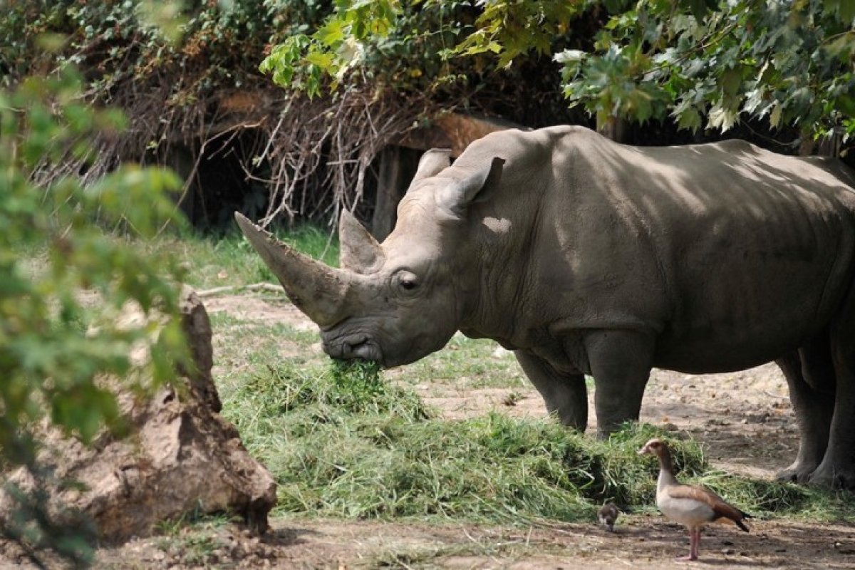 Rinoceronte-branco mais velho do mundo morre aos 54 anos na Itália