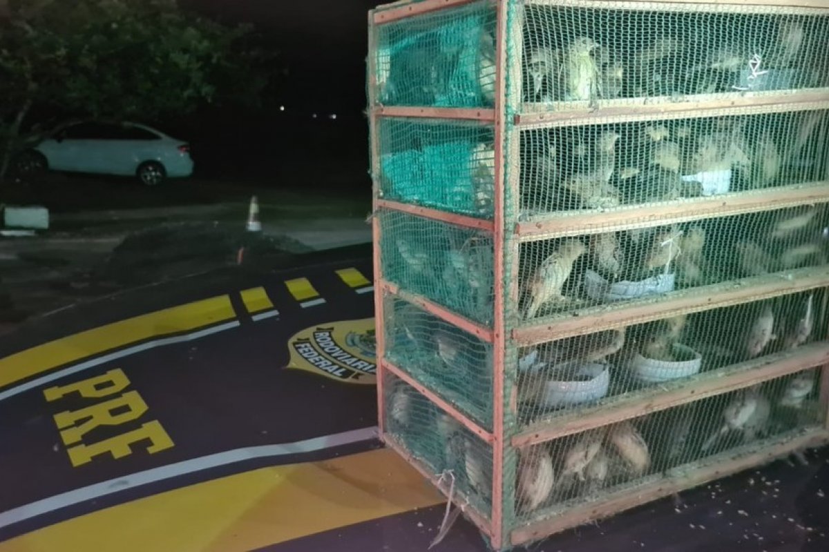 PRF resgata mais de mil pássaros silvestres em carro na BR-116