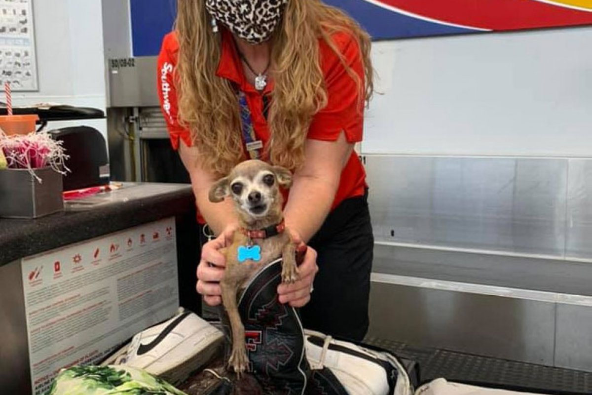 Casal descobre chihuahua 'clandestina' em mala ao serem alertados sobre excesso de bagagem