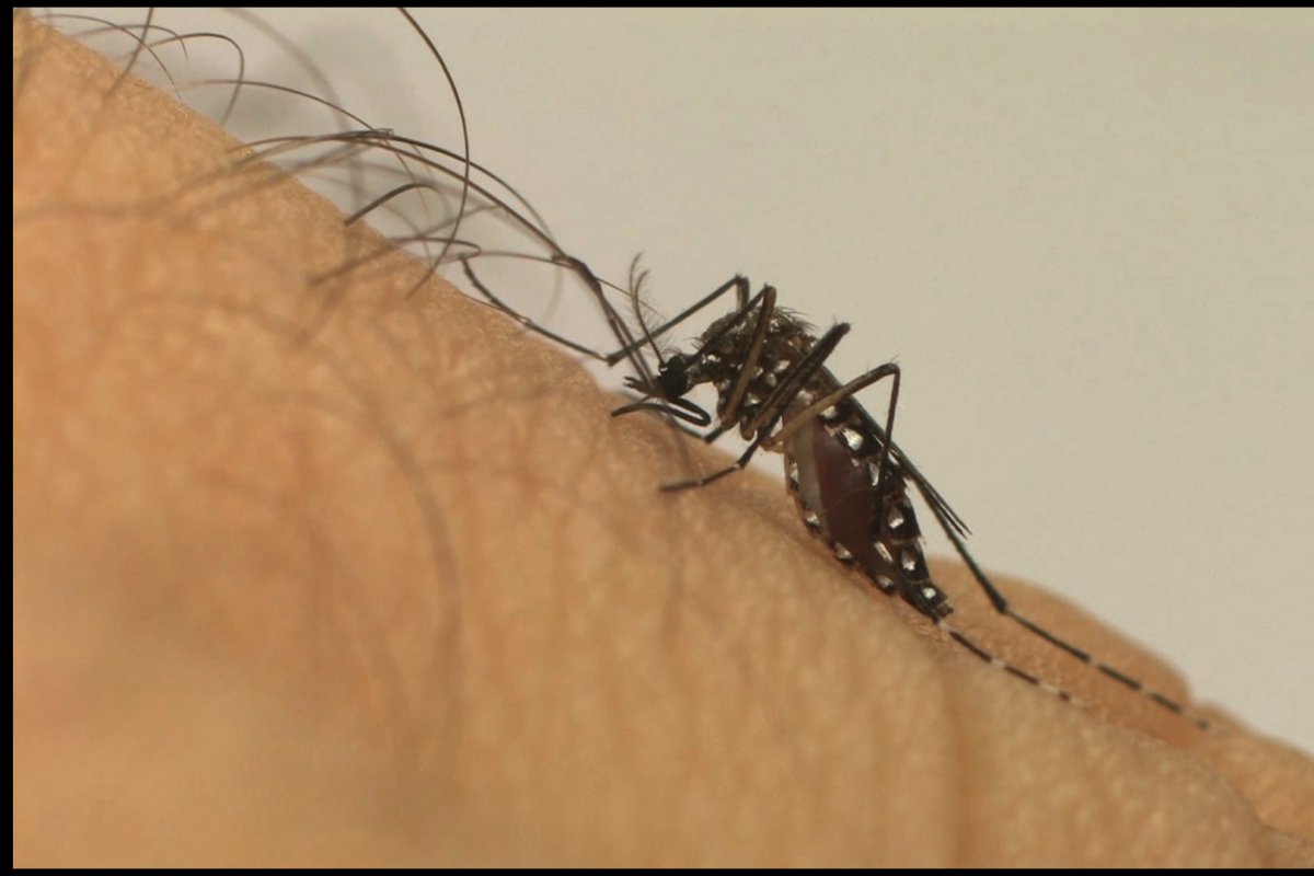 CCZ implanta mais de 400 armadilhas contra o Aedes em bairros de Salvador