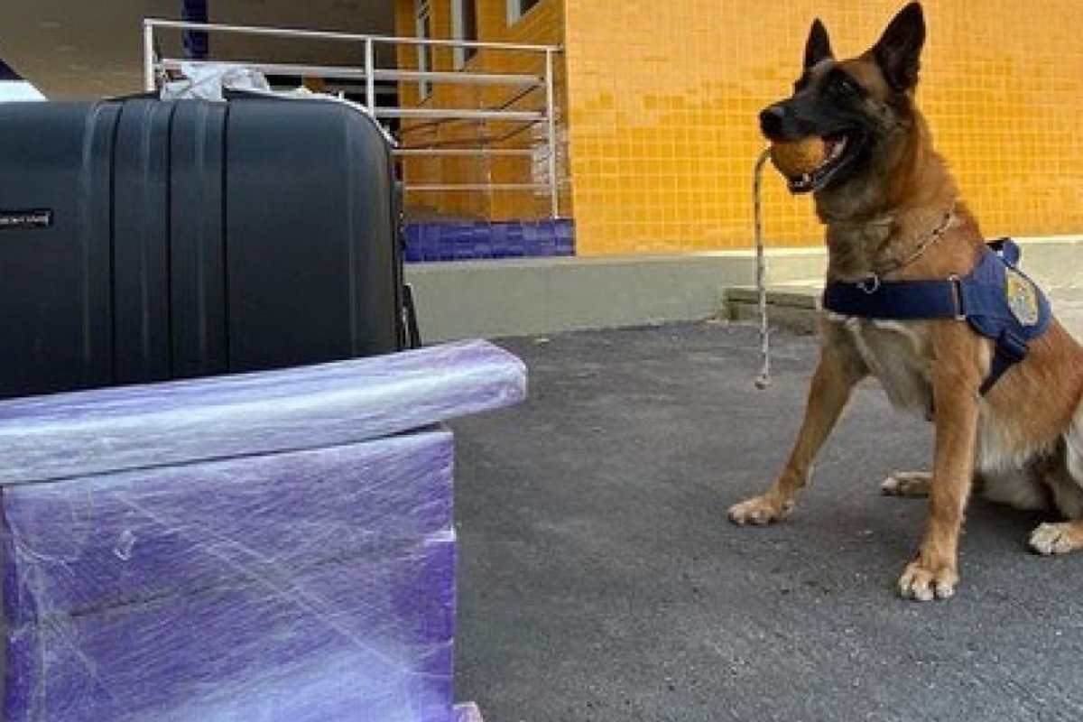 Polícia apreende 10 quilos de maconha dentro de ônibus em Vitória da Conquista