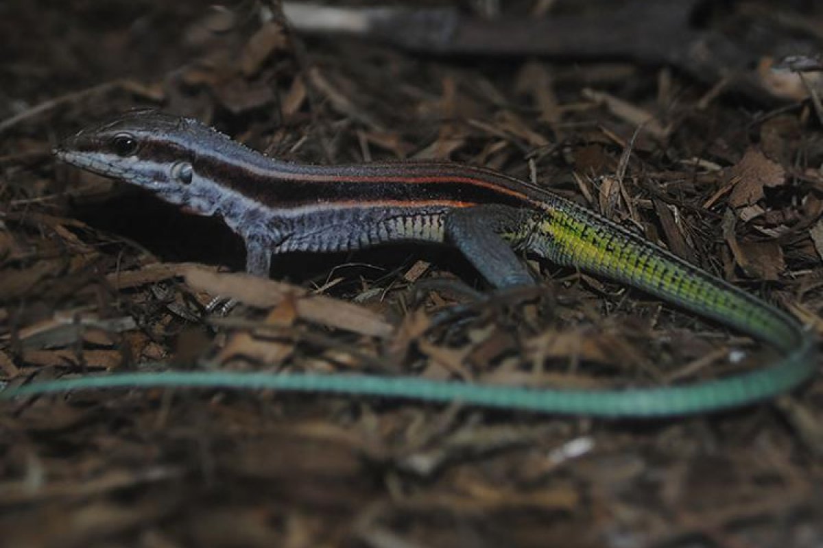 Espécie de calango ameaçada de extinção é encontrada em Salvador
