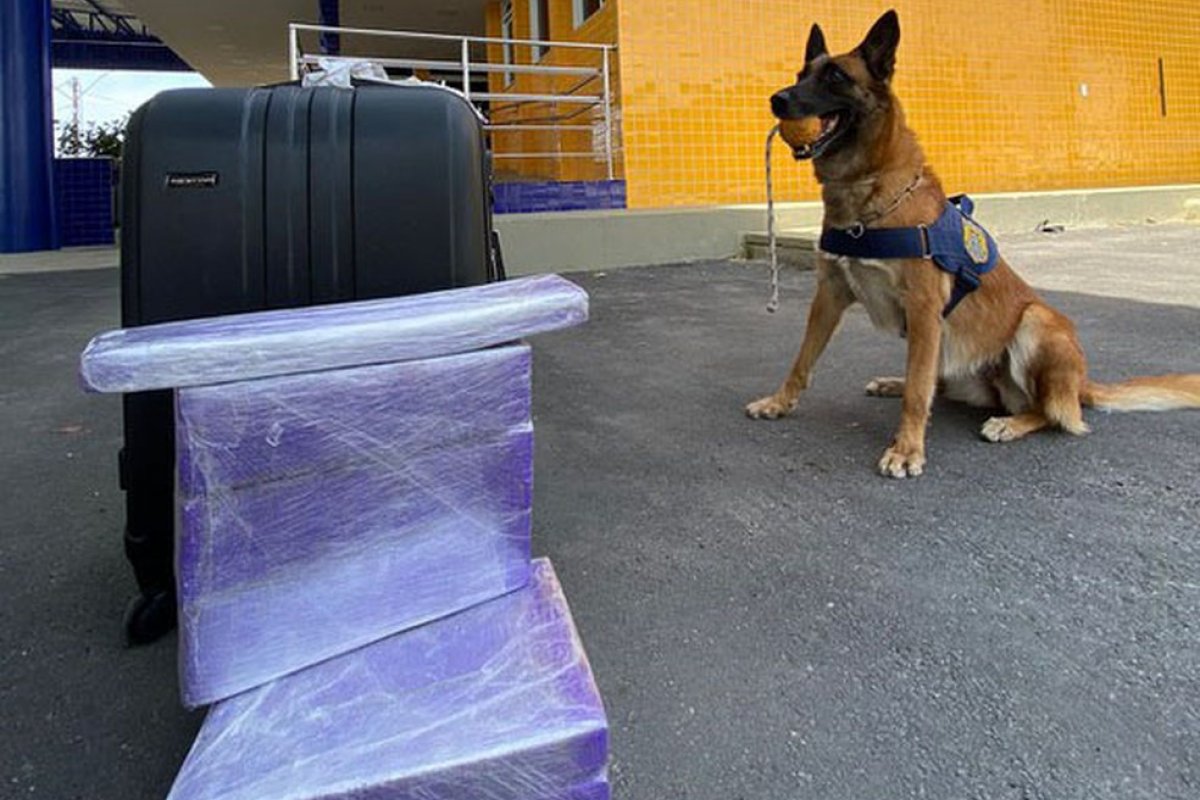 Jovem é presa após cadela farejadora encontrar mais de 10 kg de maconha escondidos em bagagem, na BR-116