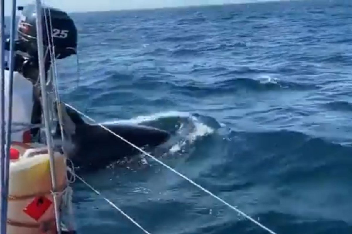 Veleiro de casal de brasileiros é atacado por orcas no litoral de Portugal