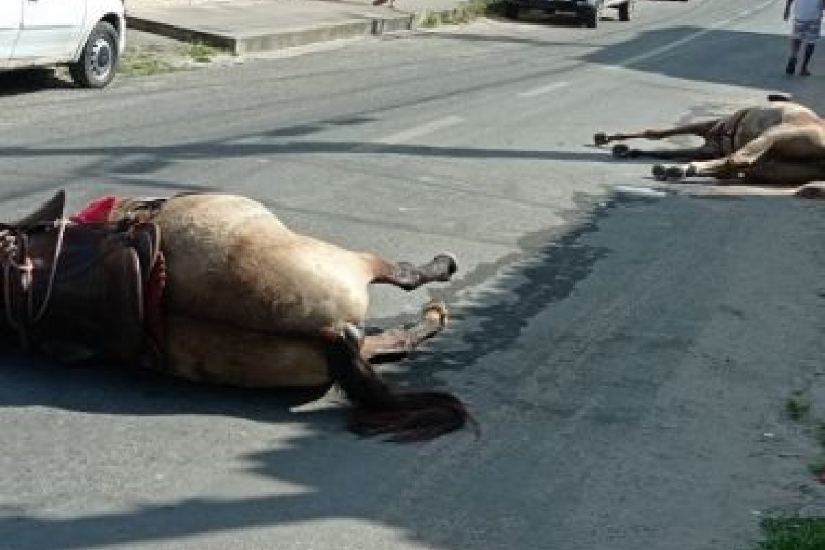 Cavalo e éguas morrem após ataque a tiros em Feira de Santana
