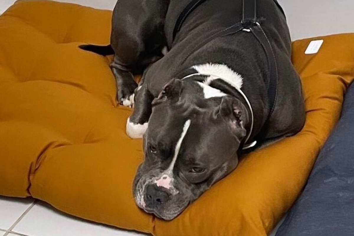 Mulher acusa Latam por morte de cachorro no porão de voo entre Guarulhos e Aracaju