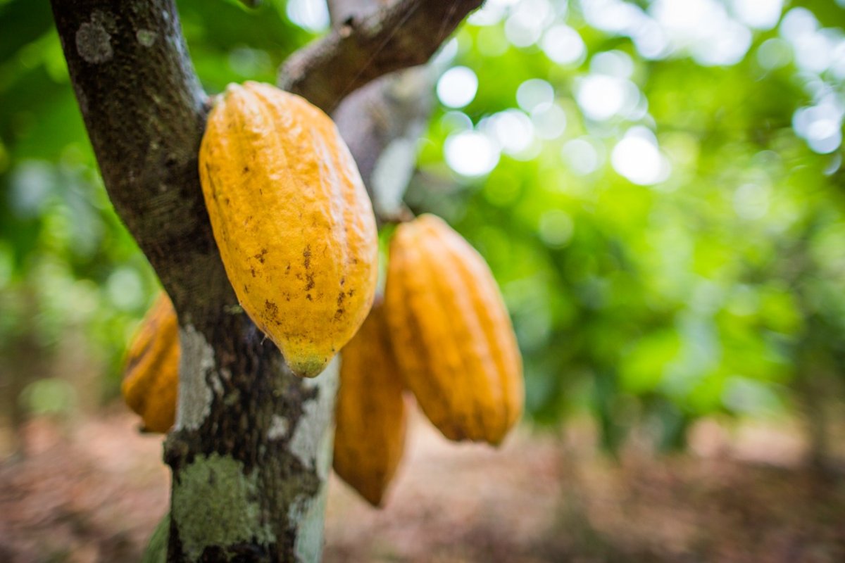 Cacau baiano é matéria-prima de chocolates finos da Suíça