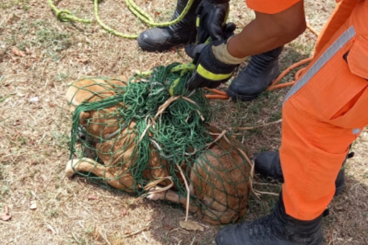 Bombeiros resgatam cachorro em canal de esgoto no oeste da Bahia