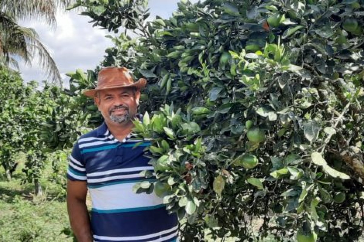 Comunidade de Rio Real comemora colheita de laranja com aumento de 70% na produção
