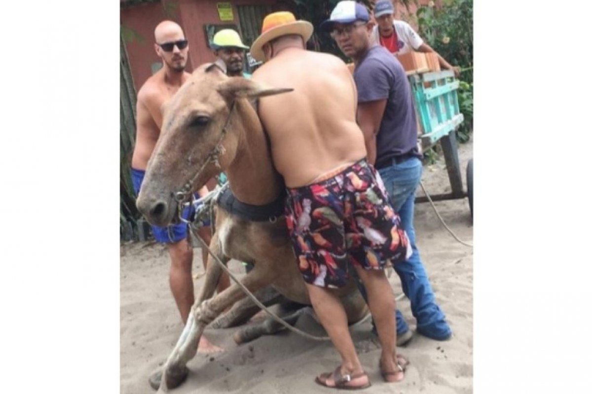 Moradora denuncia maus-tratos, após cavalo não suportar peso de carroça no sul da Bahia