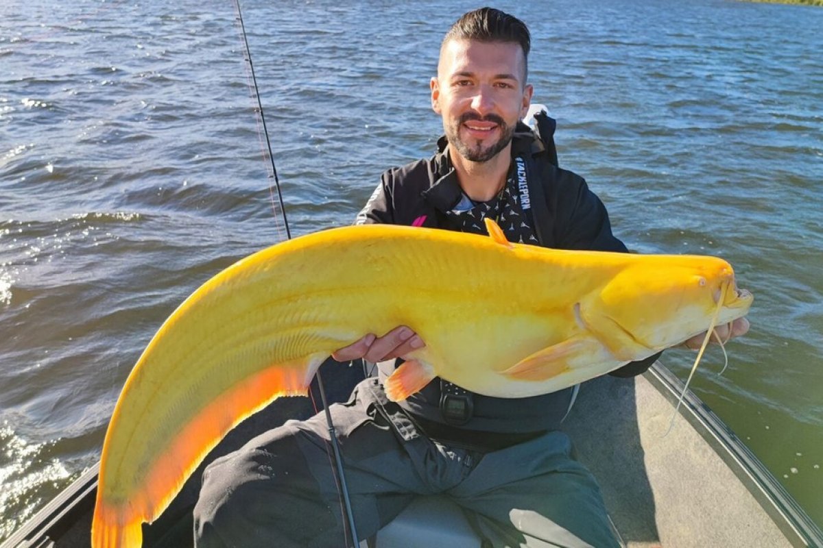 Pescador alemão captura raro bagre amarelo na Holanda