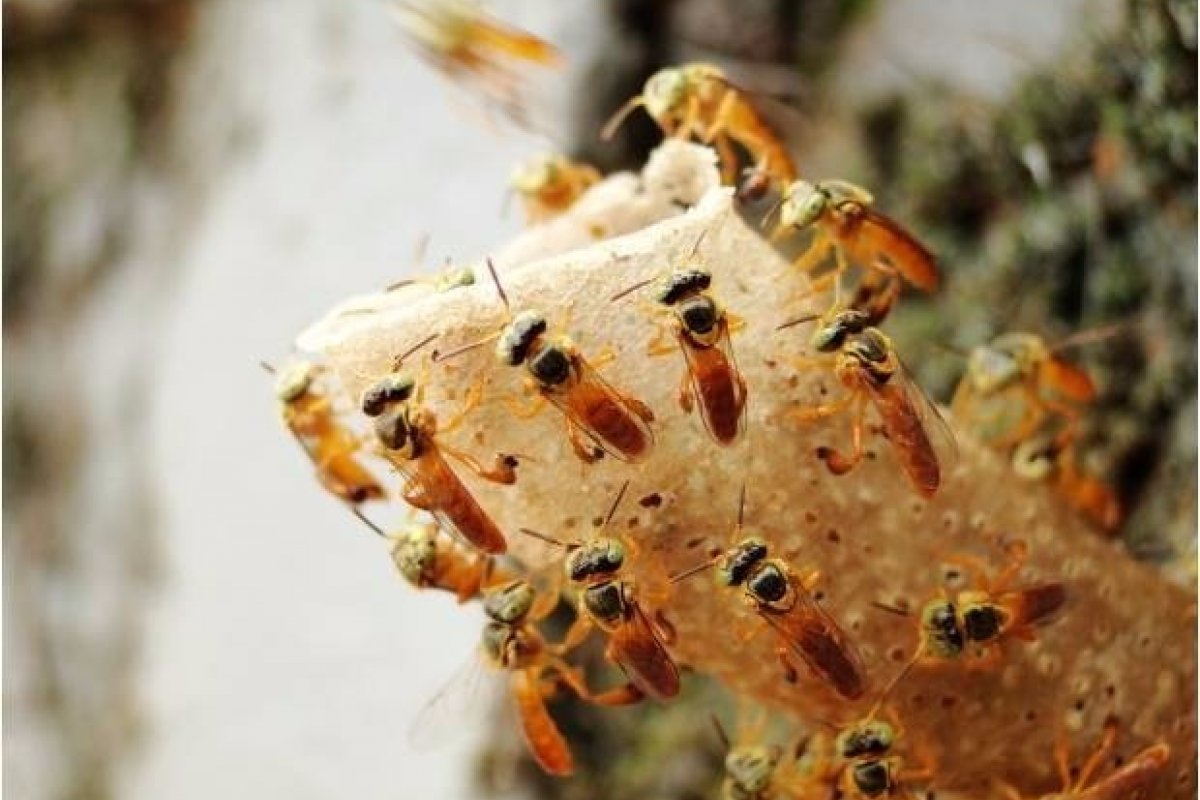 Mel de R$ 300 é de abelha criada dentro de armário em apartamento na Ba