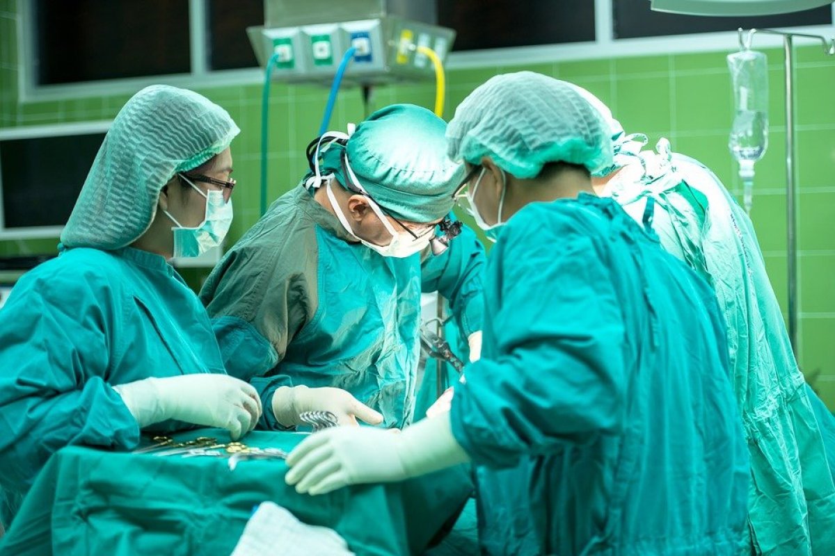 Teste de transplante de rim de porco para humano no Brasil deve acontecer em dois anos, diz USP