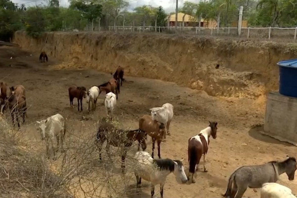 Moradores de Vitória da Conquista denunciam maus tratos aos animais resgatados pela prefeitura