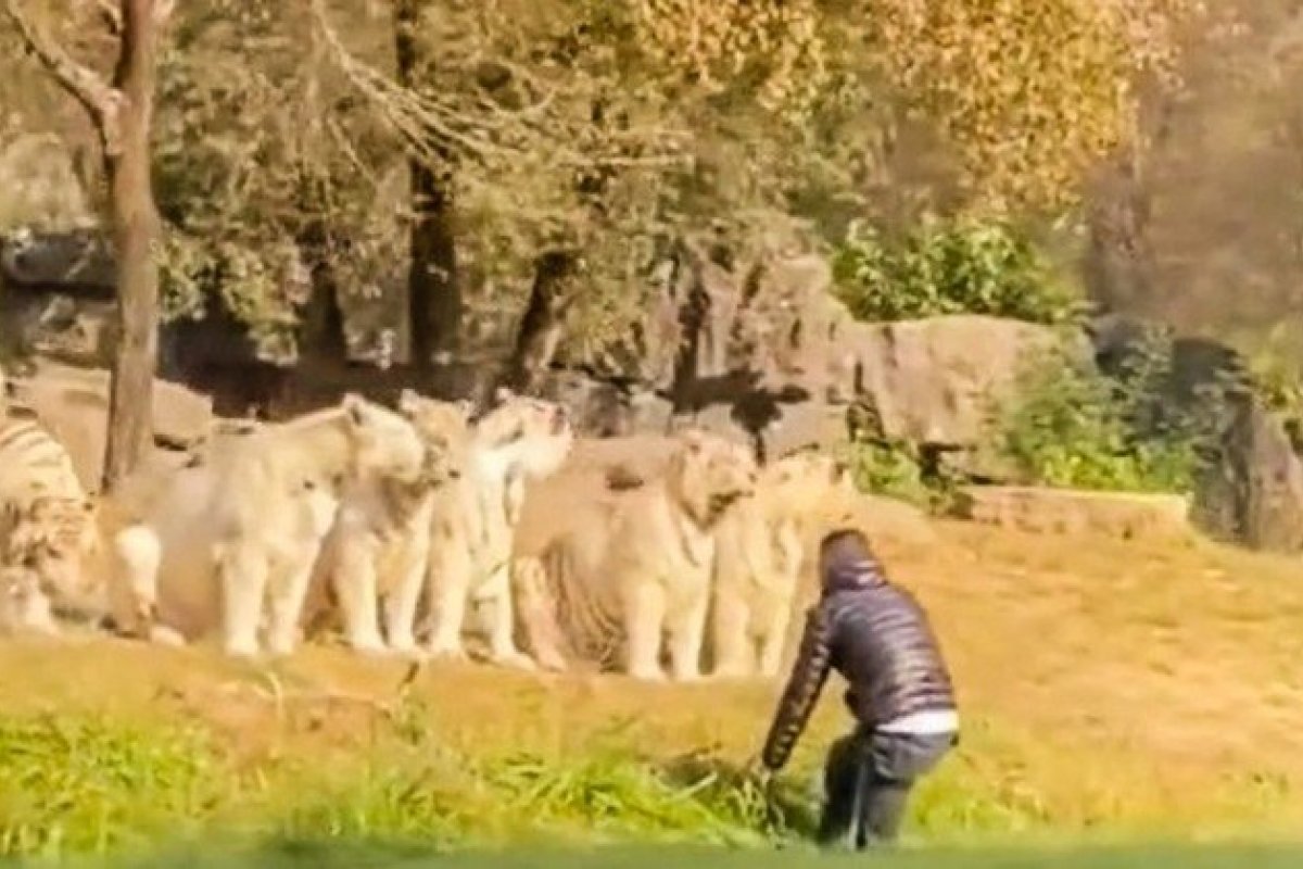 Vídeo: Turista salta de carro, encara 11 tigres e escapa com vida de parque na China