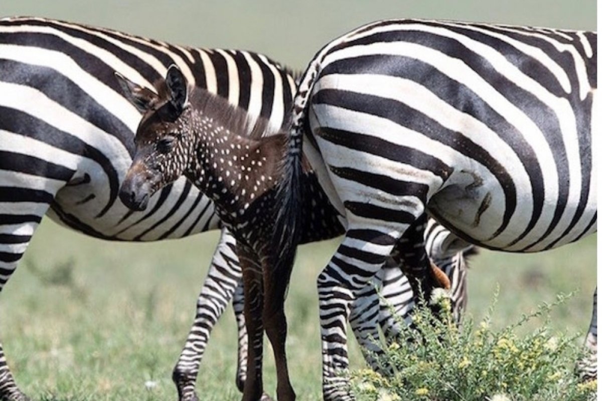 Zebra de "bolinhas": a última moda no Reino animal