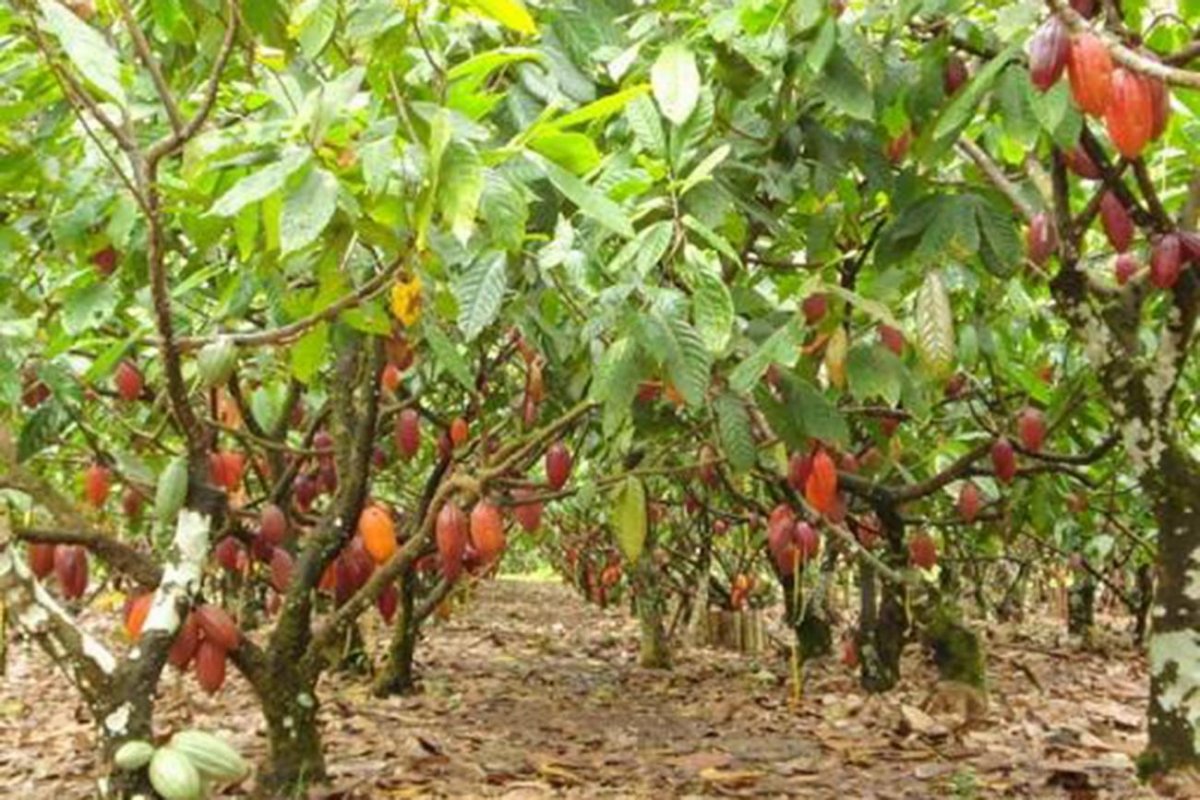 Bahia vai exportar cacau para os Emirados Árabes, diz Rui Costa