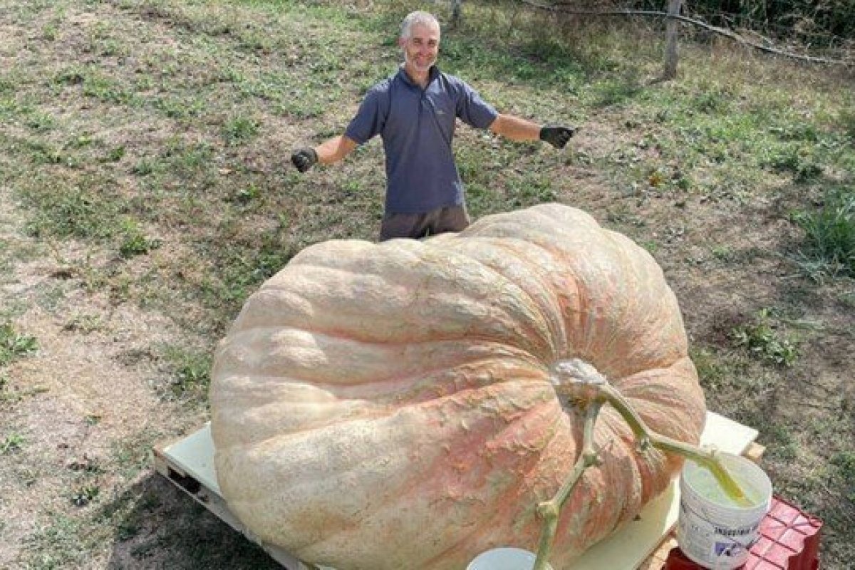 Fazendeiro colhe abóbora de 1,2 tonelada na Itália e bate recorde no Guiness