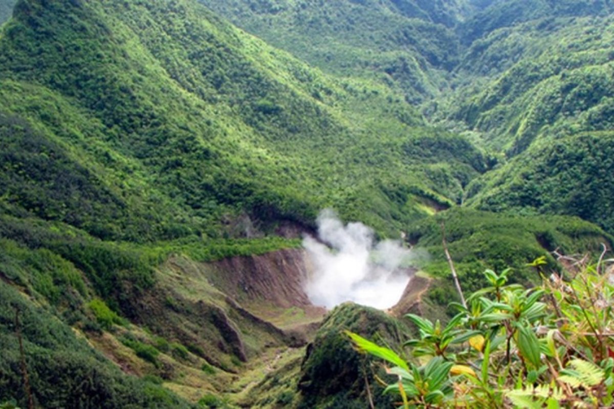 Florestas estão emitindo mais carbono do que conseguem absorver, diz relatório da Unesco
