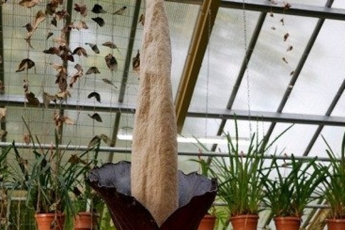 “Planta pênis” floresce pela primeira vez desde 1997