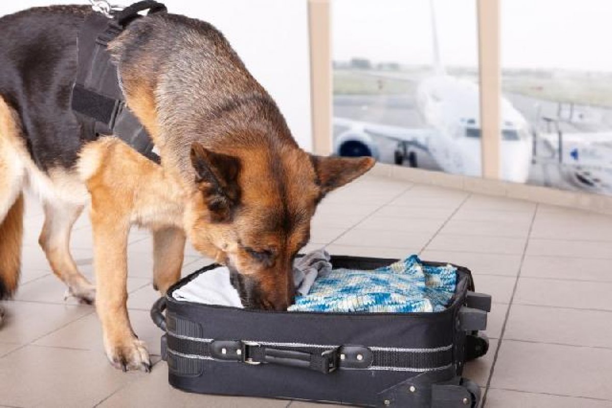 Aeroportos aumentam números de cães farejadores para controle de epidemias na Ásia