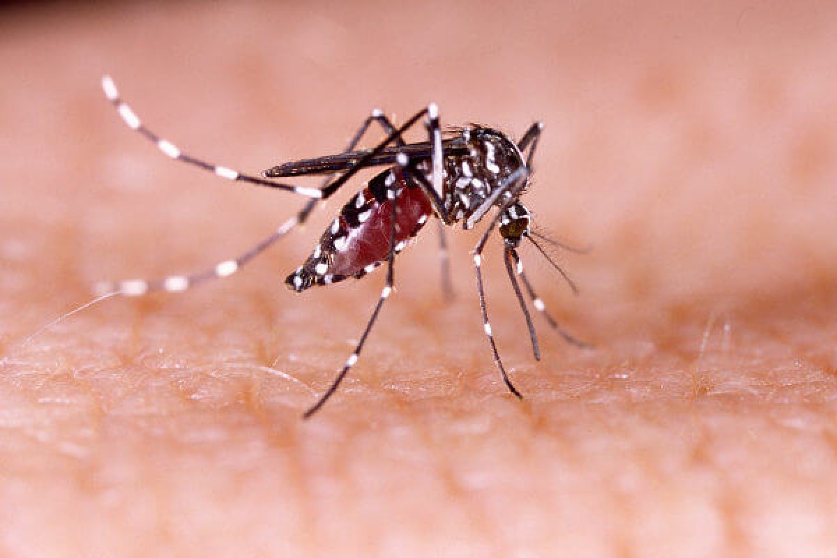 Prefeitura realiza mutirões de combate ao Aedes na região de Canabrava