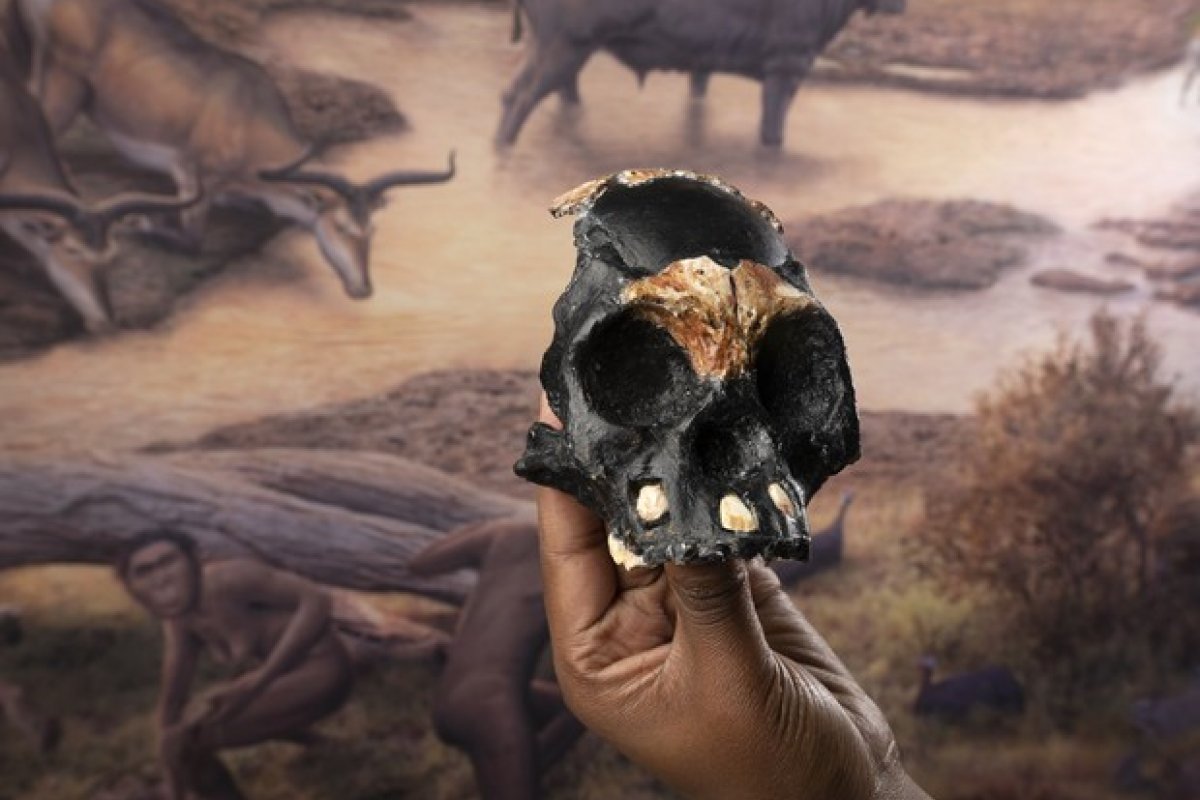 Crânio de criança morta há 250 mil anos é encontrado na África do Sul