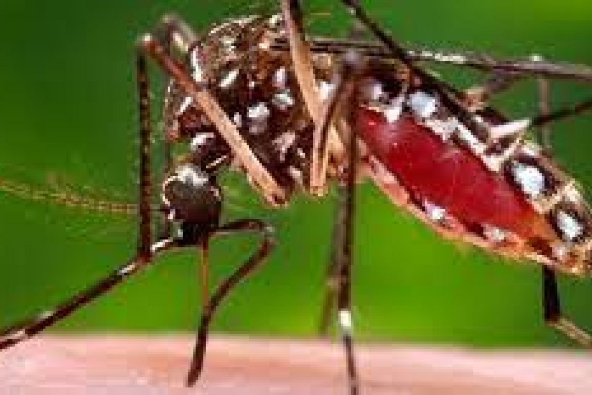 Casos de Chikungunya caem 66% na Bahia, diz MS