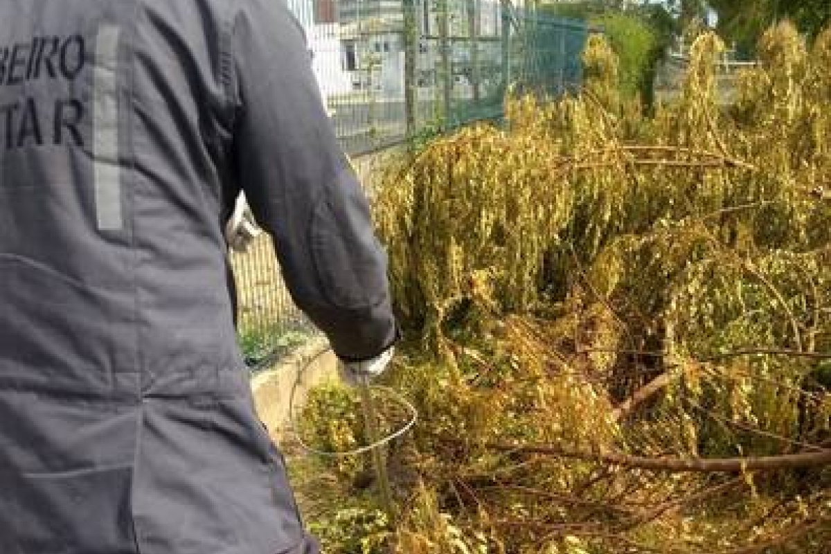 Bombeiros resgatam jacaré em universidade no município de Juazeiro