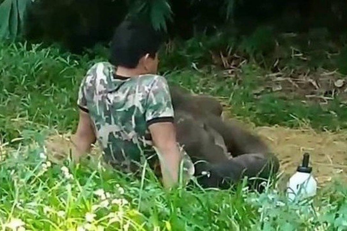 A reação de um bebê elefante ao reencontrar seu tratador mostra que, estes animais possuem uma ótima memória