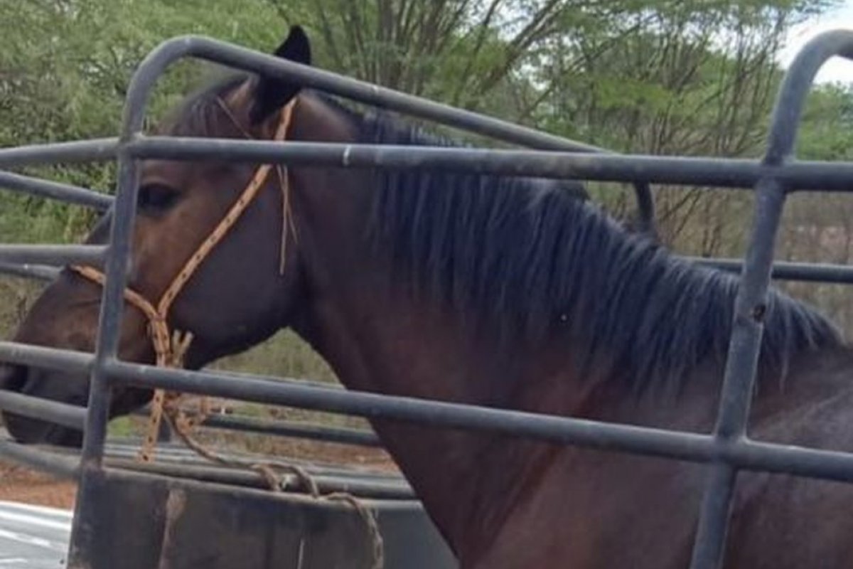 Cavalo da raça Mangalarga Marchador roubado em uma cavalgada é recuperado no interior da Bahia