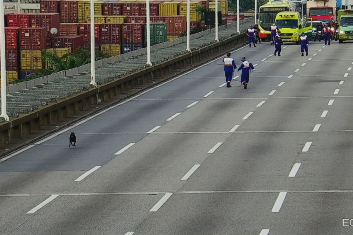 Vídeo: cachorros são resgatados após transitarem na Ponte Rio-Niterói