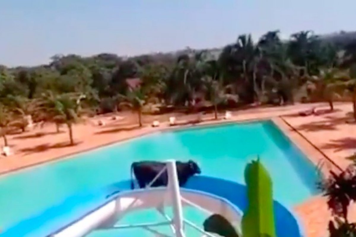 Vaca é resgatada após tentar se refrescar na piscina de clube no interior de SP