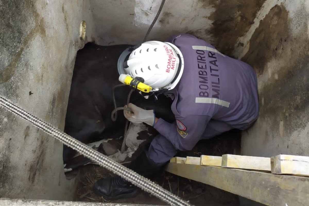 Vaca cai em buraco e é resgatada por bombeiros em Paulo Afonso, no norte da Bahia