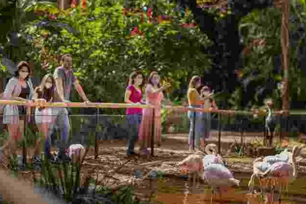 Duas onças matam 172 flamingos em parque de Foz do Iguaçu
