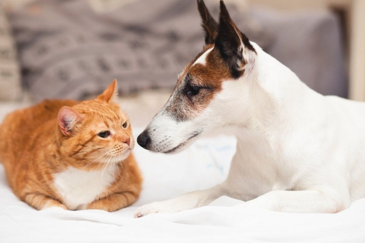 Variante Alfa da Covid-19 é encontrada em cães e gatos, diz estudo