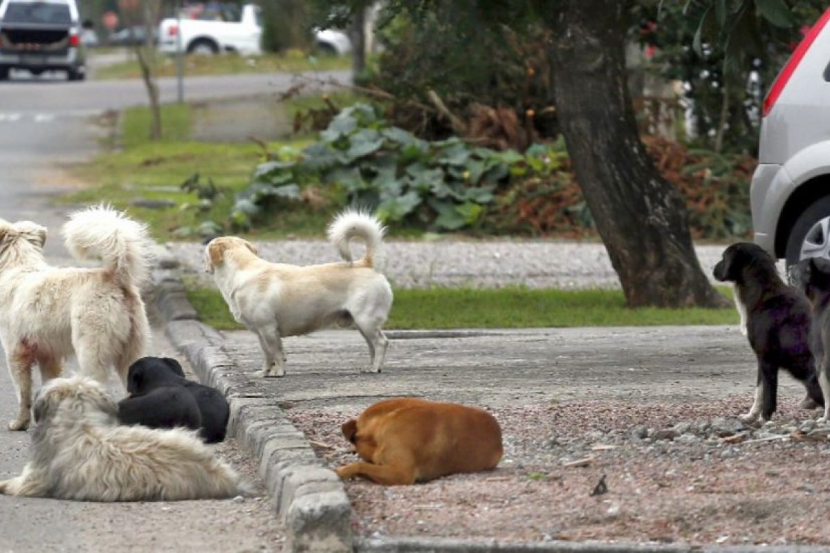 Cachorros de rua desaparecem após circulação de van em Vitória da Conquista