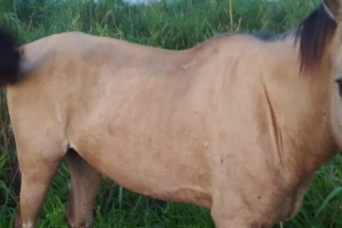 PM localiza cavalo furtado de fazenda em Conceição de Maria, na Bahia