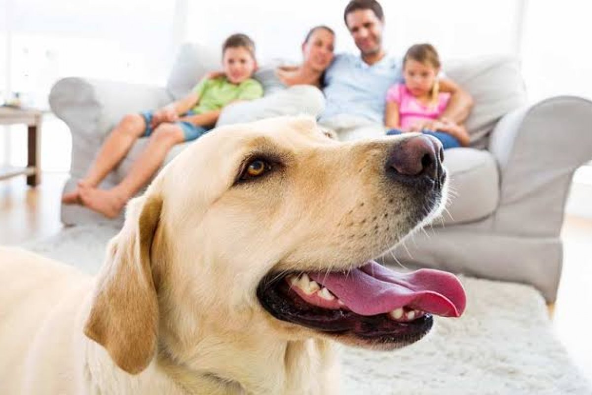 Segundo levantamento realizado pelo IBGE, famílias brasileiras tem mais animais do que crianças