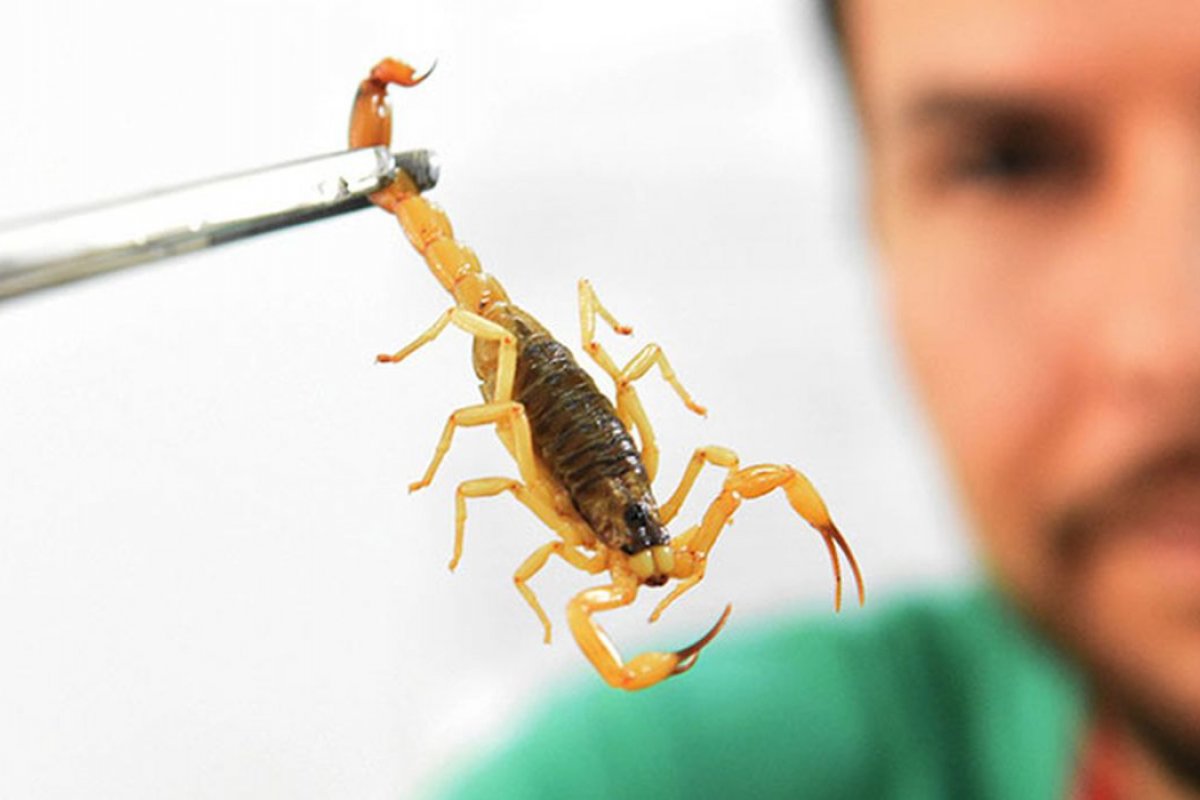 Cerca de 500 pessoas são picadas por escorpião após temporal em província no Egito