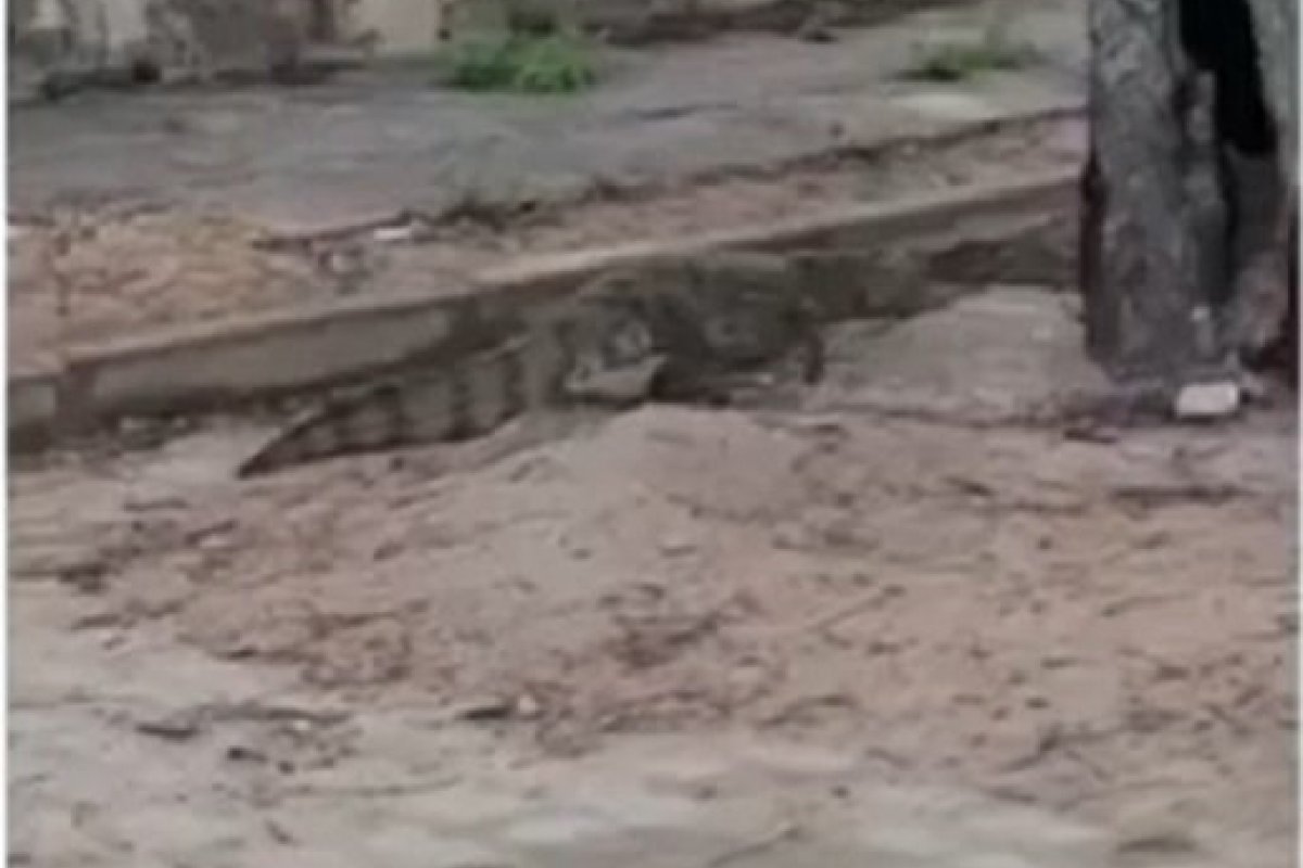 Moradora de Jacobina flagra jacaré "passeando" em área de condomínio no centro da cidade