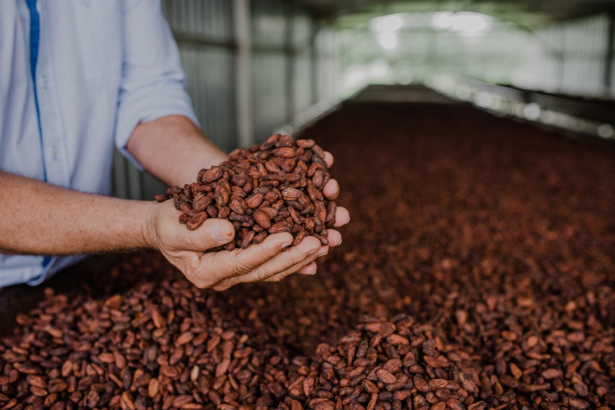 Melhor cacau do Brasil será revelado em transmissão ao vivo