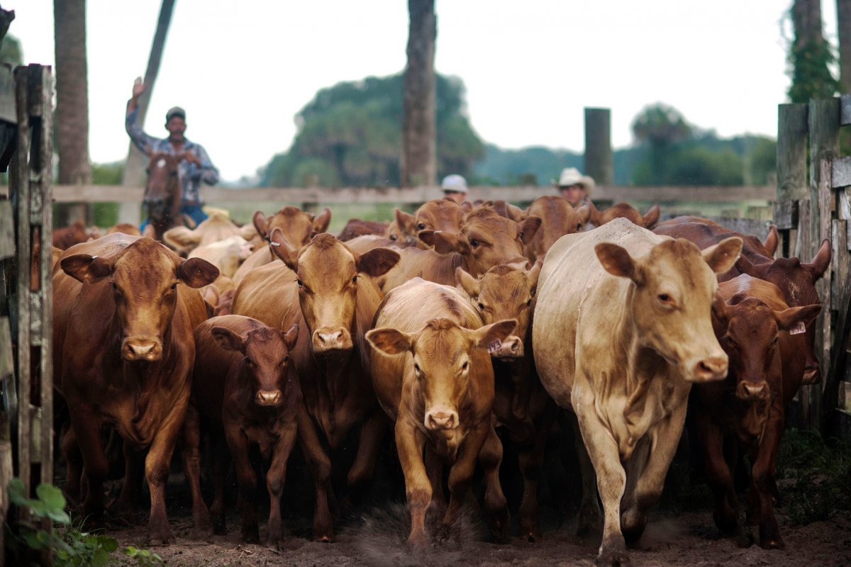 Pecuaristas dos EUA pressionam governo por veto à carne bovina brasileira