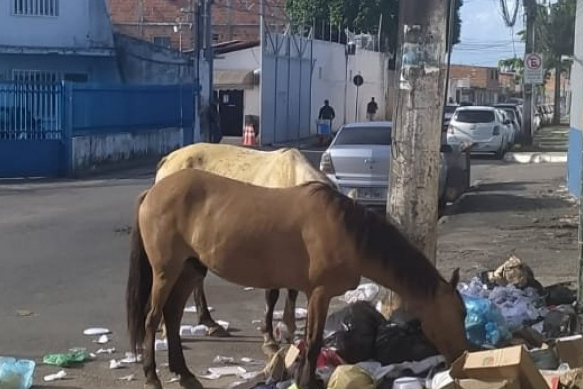 Cavalos remexem entulhos no bairro de Pernambués